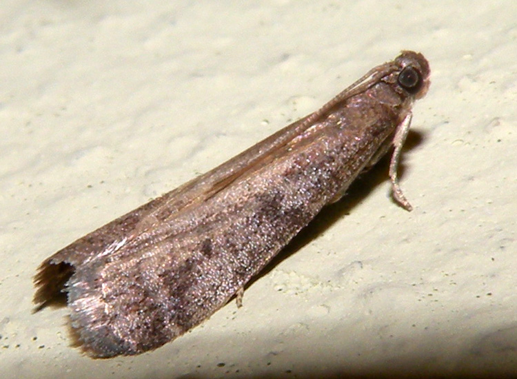 Potrebbe essere .... Ortholepis betulae?
